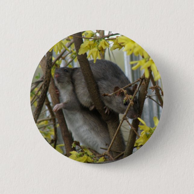 Badge Rond 5 Cm Bouton Boucles ratés (Devant)