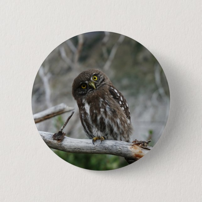 Badge Rond 5 Cm Bouton Chouette pygmée du Nord (Devant)