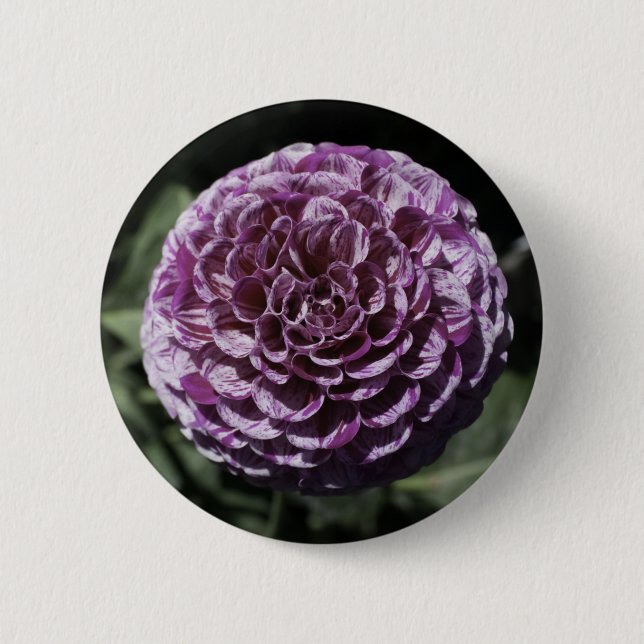 Badge Rond 5 Cm Bouton Dahlia Varié Violet (Devant)