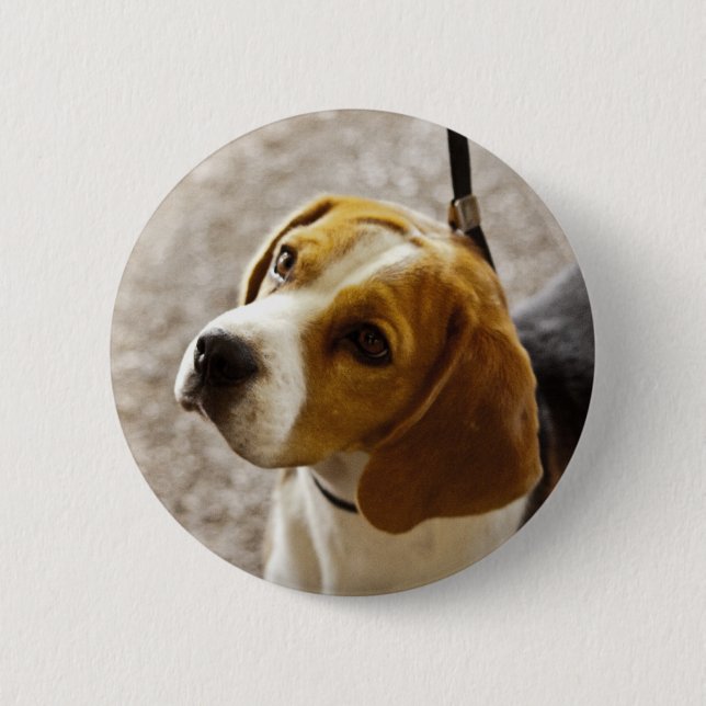 Badge Rond 5 Cm Bouton de beagle (Devant)