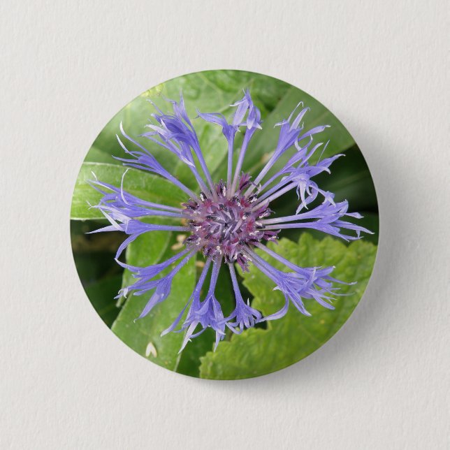 Badge Rond 5 Cm Bouton de Cornflower bleu (Devant)