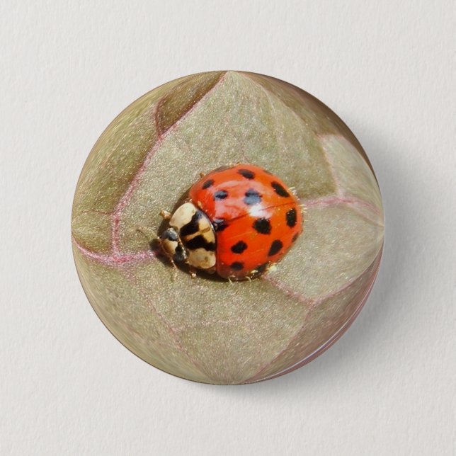 Badge Rond 5 Cm Bouton de ~ de la coccinelle 226 (Devant)