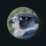 Badge Rond 5 Cm Bouton de faucon pérégrin<br><div class="desc">Les faucons pérégrins sont les oiseaux de la proie,  célèbres lisses et corneille-classés pour leur vitesse et beauté. L'artiste Kathie Miller de faune a capturé cet oiseau de proie magnifique utilisant l'aerographe.</div>