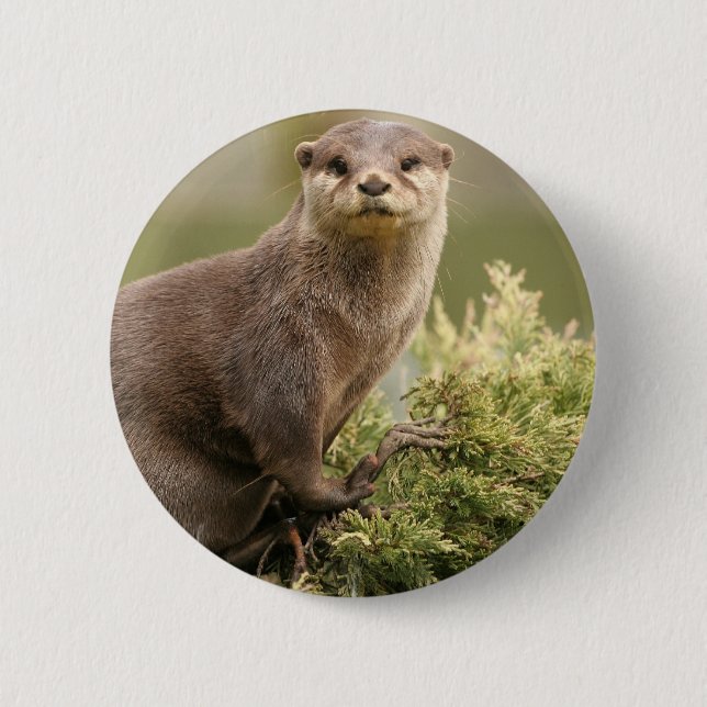 Badge Rond 5 Cm Bouton de loutre (Devant)