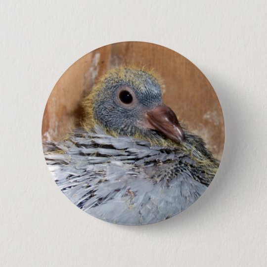 Badge Rond 5 Cm Bouton De Pigeon Voyageur De Bebe Zazzle Fr