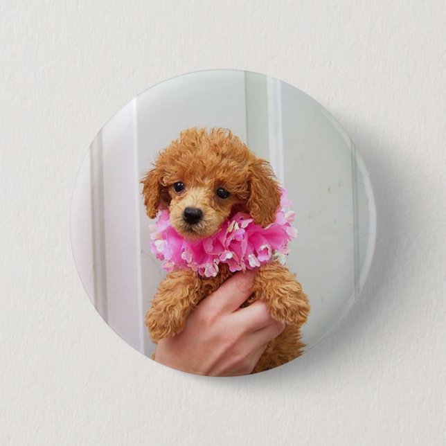 Badge Rond 5 Cm Bouton de Pinback de chien de caniche d'abricot (Devant)