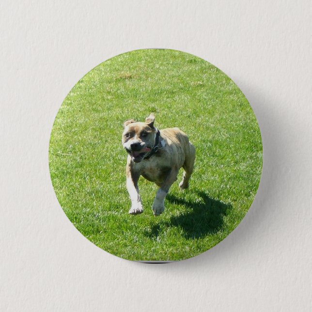 Badge Rond 5 Cm Bouton de Pitbull (Devant)