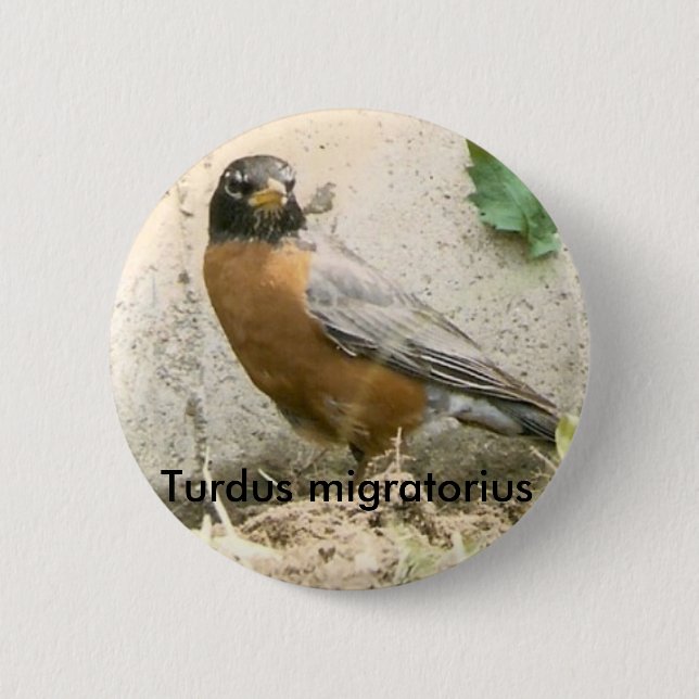 Badge Rond 5 Cm Bouton de Robin d'Américain (Devant)