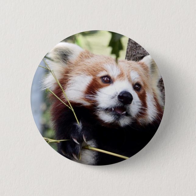 Badge Rond 5 Cm Bouton de visage de panda rouge (Devant)