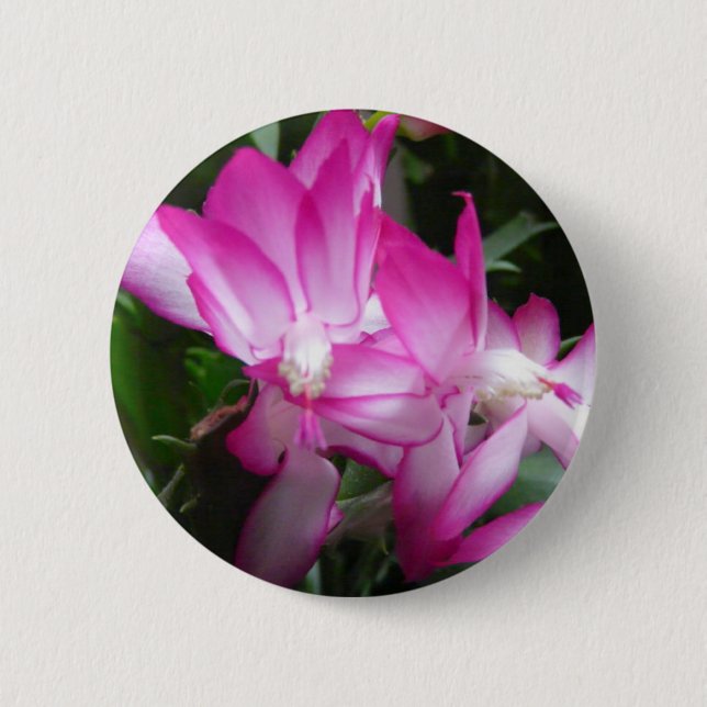 Badge Rond 5 Cm Bouton Fleurs de cactus de Noël (Devant)