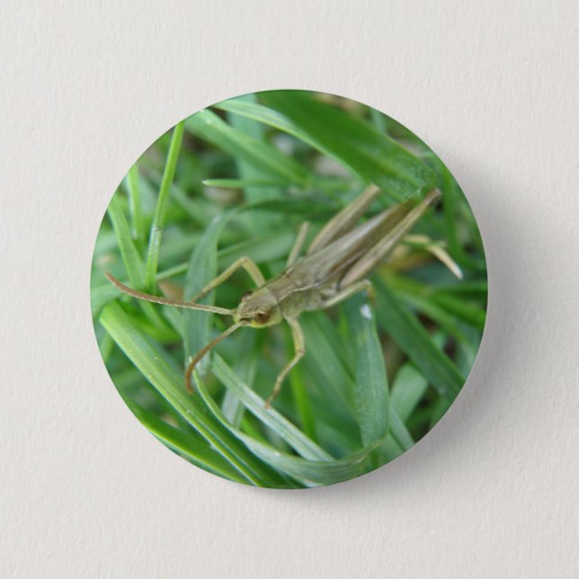 Badge Rond 5 Cm Bouton Grasshopper (Devant)