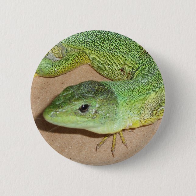 Badge Rond 5 Cm Bouton Lizard (Devant)