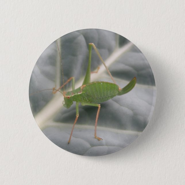 Badge Rond 5 Cm Bouton macro cricket vert (Devant)
