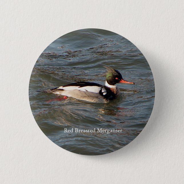 Badge Rond 5 Cm Bouton Merganser à poitrine rouge (Devant)