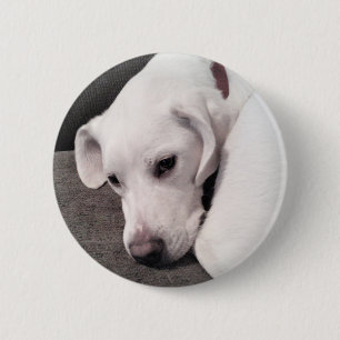 Badge Rond 5 Cm Bouton Mix Dog pour rétriateur Labrador blanc pâle