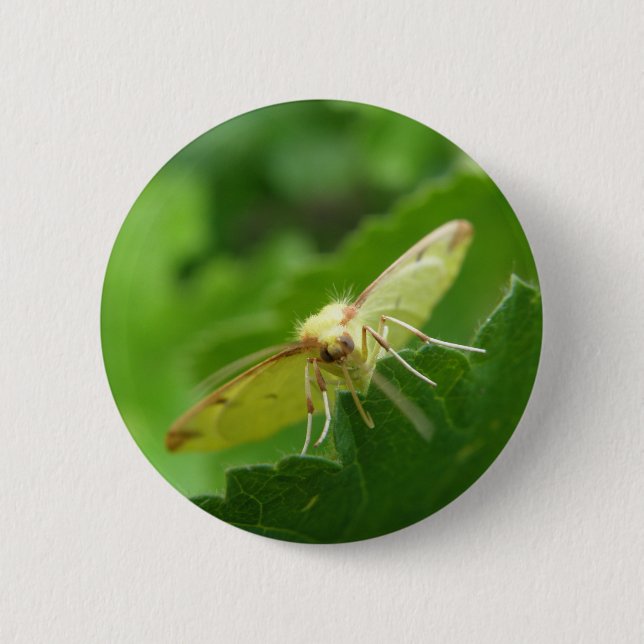 Badge Rond 5 Cm Bouton Moth Brimstone (Devant)
