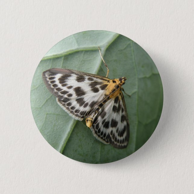 Badge Rond 5 Cm Bouton Moth de petite taille (Devant)