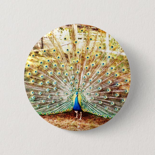 Badge Rond 5 Cm Bouton Pacock (Devant)