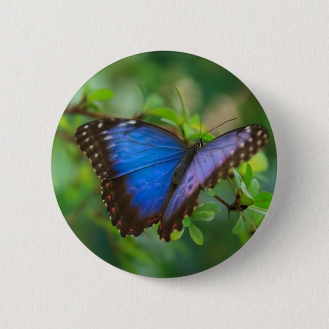Badge Rond 5 Cm Bouton Papillon bleu Morpho (Devant)