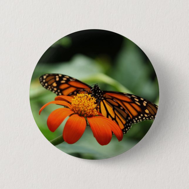Badge Rond 5 Cm Bouton papillon Monarque (Devant)