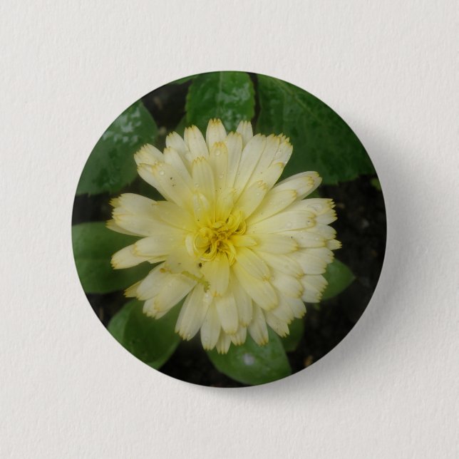 Badge Rond 5 Cm Bouton Petit Marigold Jaune (Devant)