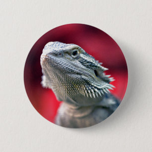 Badge Rond 5 Cm Bouton principal de dragon