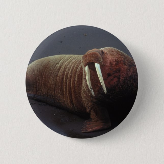 Badge Rond 5 Cm Bouton rond de morse (Devant)