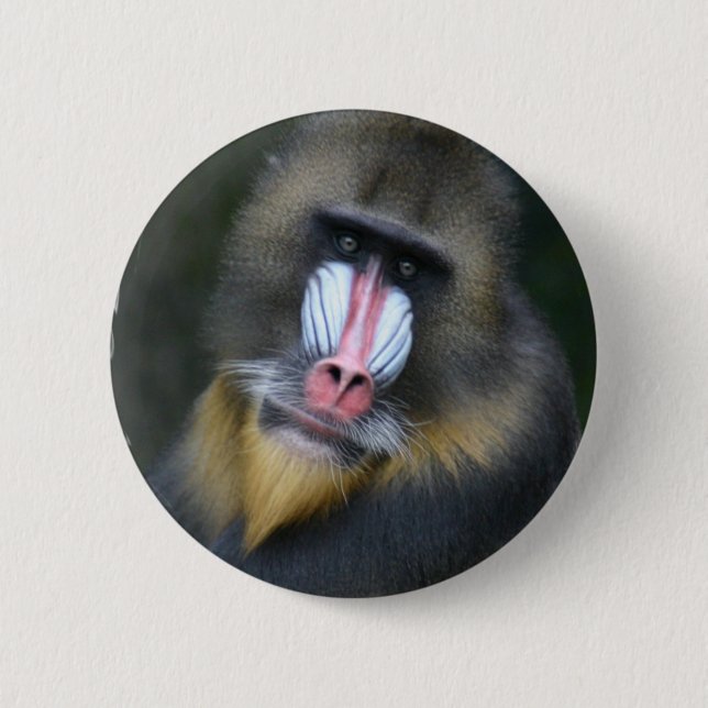 Badge Rond 5 Cm Bouton rond de visage de babouin (Devant)
