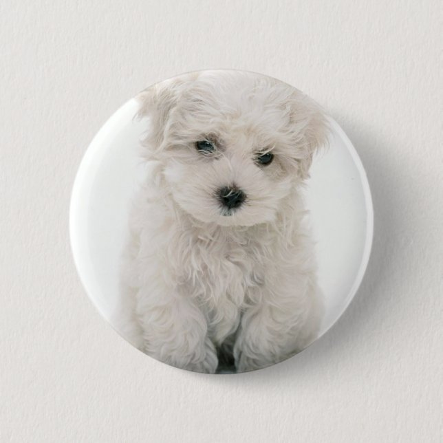 Badge Rond 5 Cm Bouton rond mignon de Bichon Frise (Devant)