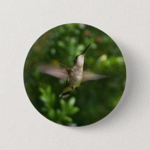 Badge Rond 5 Cm Bouton rouge femelle de colibri de gorge