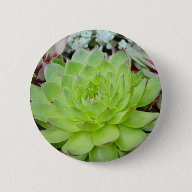Badge Rond 5 Cm Bouton Succulent (Devant)