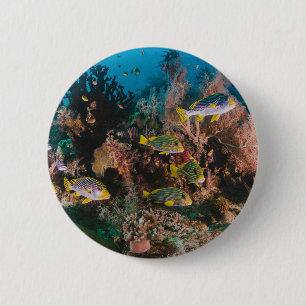 Badge Rond 5 Cm Boutons Corail Reef