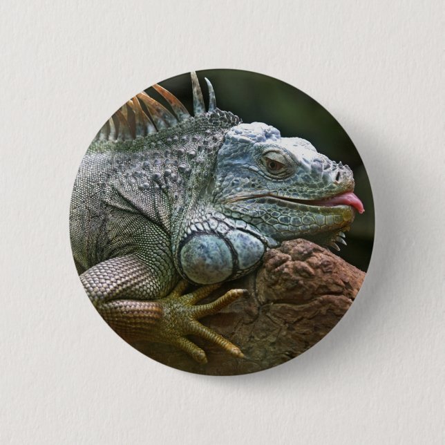 Badge Rond 5 Cm Boutons d'iguane (Devant)