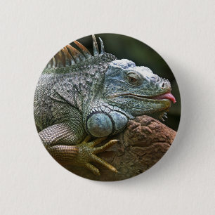 Badge Rond 5 Cm Boutons d'iguane