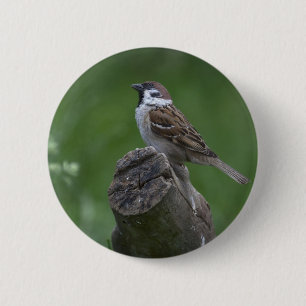 Badge Rond 5 Cm Bruant d'arbre eurasien