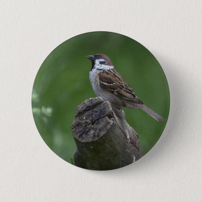 Badge Rond 5 Cm Bruant d'arbre eurasien (Devant)