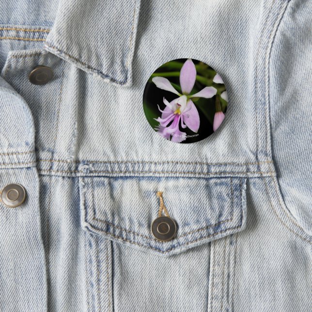 Badge Rond 5 Cm Caligarium d'Epidendrum (En situation)