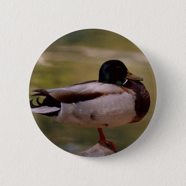 Badge Rond 5 Cm Canard de Mallard (Devant)