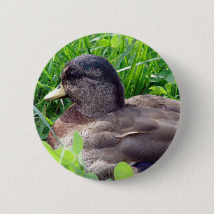 Badge Rond 5 Cm Canard mâle Call