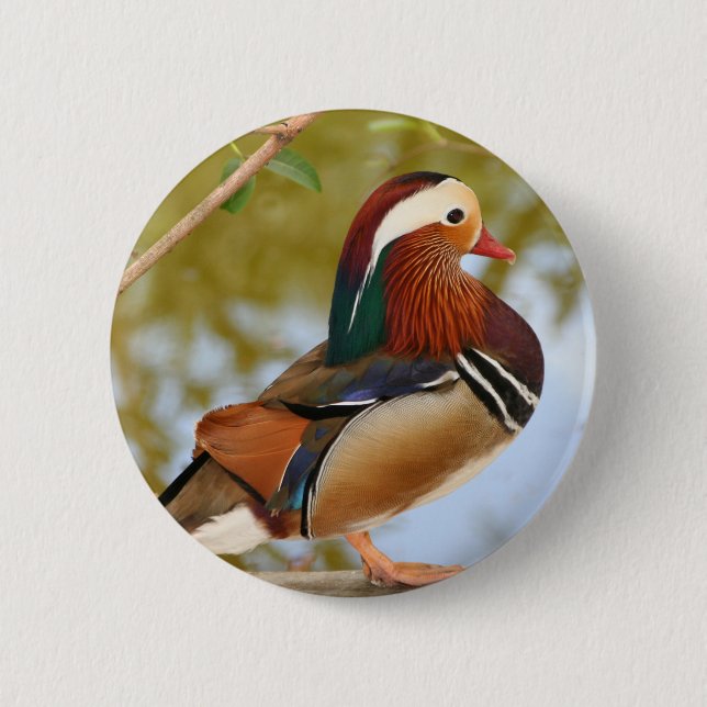 Badge Rond 5 Cm Canard mandarin (Devant)