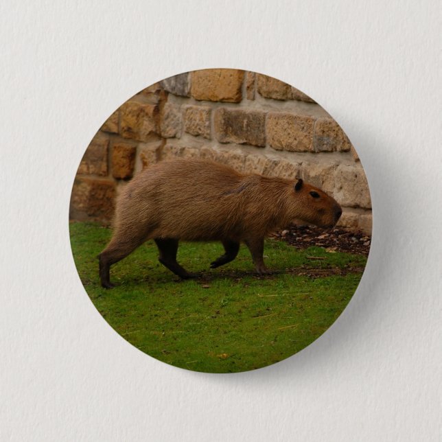 Badge Rond 5 Cm capybara (Devant)