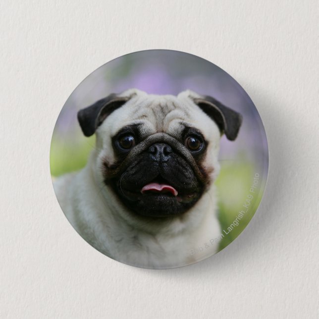 Badge Rond 5 Cm Carlin de faon sur l'alerte (Devant)