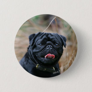 Badge Rond 5 Cm Carlin noir haletant tout en regardant