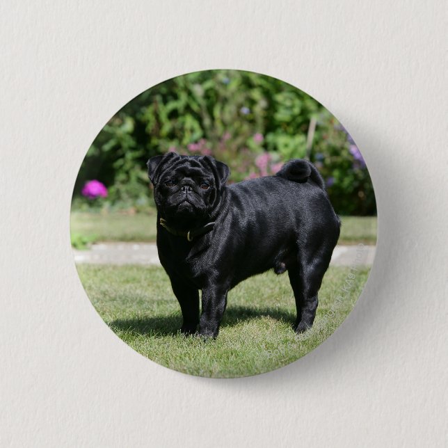 Badge Rond 5 Cm Carlin noir se tenant regardant l'appareil-photo (Devant)