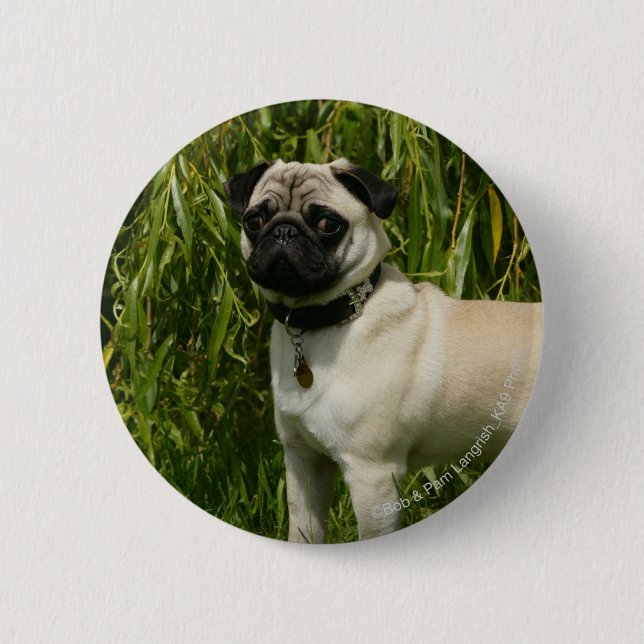 Badge Rond 5 Cm Carlin regardant l'appareil-photo (Devant)