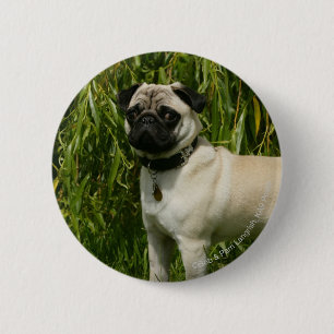 Badge Rond 5 Cm Carlin regardant l'appareil-photo