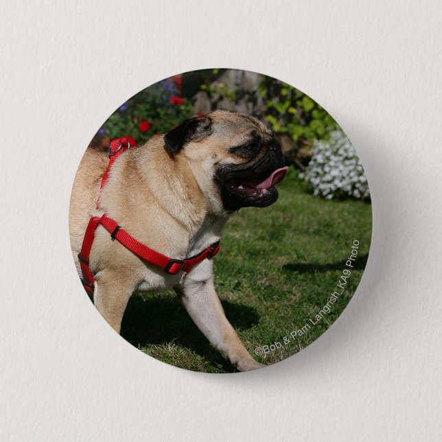Badge Rond 5 Cm Carlin utilisant le harnais rouge (Devant)