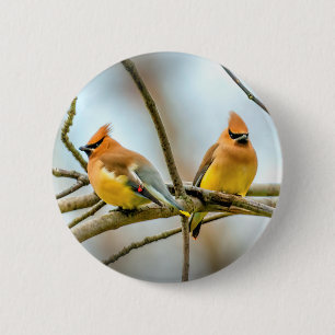 Badge Rond 5 Cm Cèdre - Photographie originale