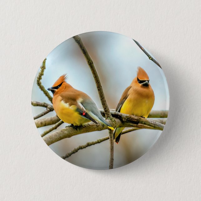 Badge Rond 5 Cm Cèdre - Photographie originale (Devant)