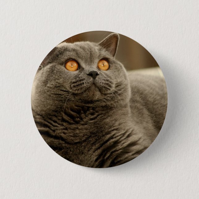 Badge Rond 5 Cm Chat : Chat Shorthair (Devant)